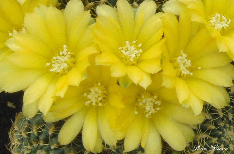 Sulcorebutia candiae
