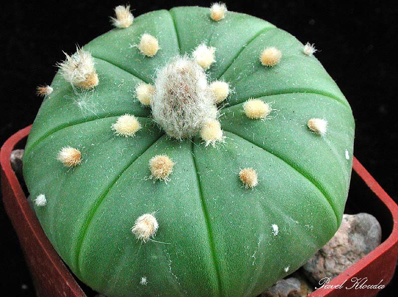 Astrophytum asterias f. nudum