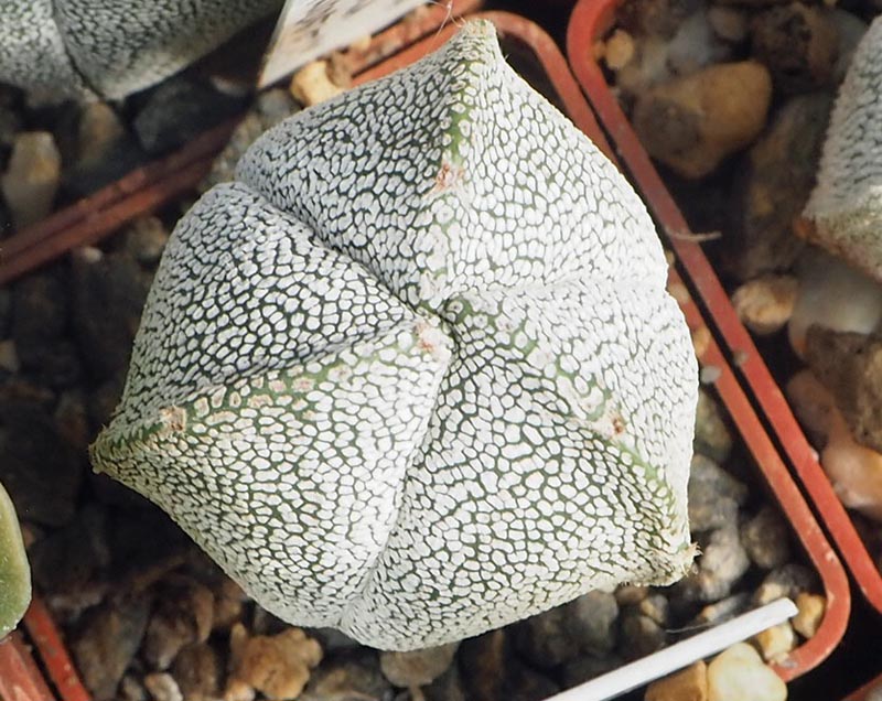 Astrophytum myriostigma cv. Onzuka tricostatum
