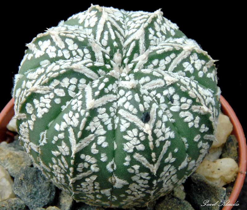 Astrophytum hybrid myriostigma x Superkabuto