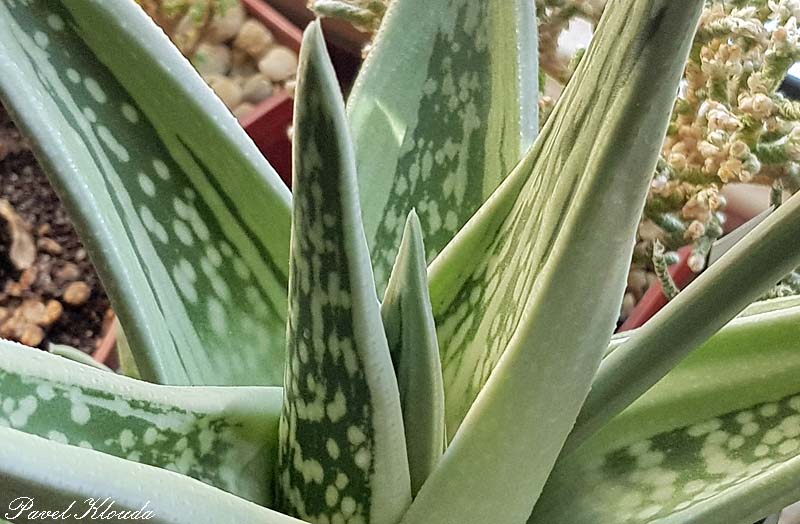 Aloe cv. Green Pearl