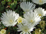 Delosperma nubigenum cv. White nugget