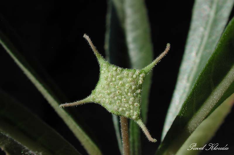 Dorstenia crispa var. lancifolia