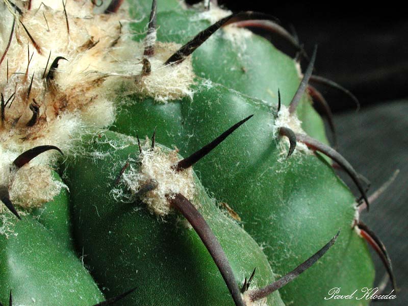 Discocactus crystallophylus