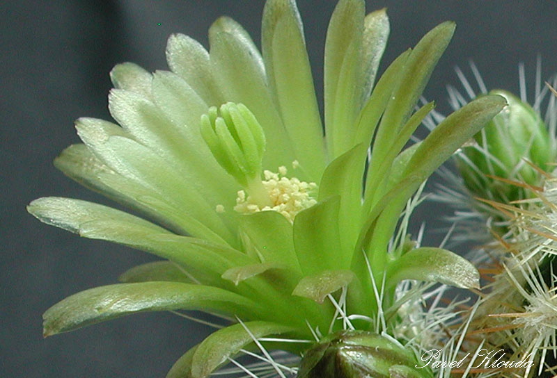 Echinocereus chloranthus var. neocapillus