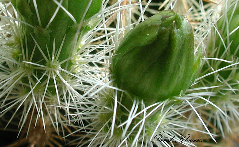 Echinocereus chloranthus var. neocapillus
