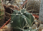 Echinocereus knippelianus  v. krueggeri