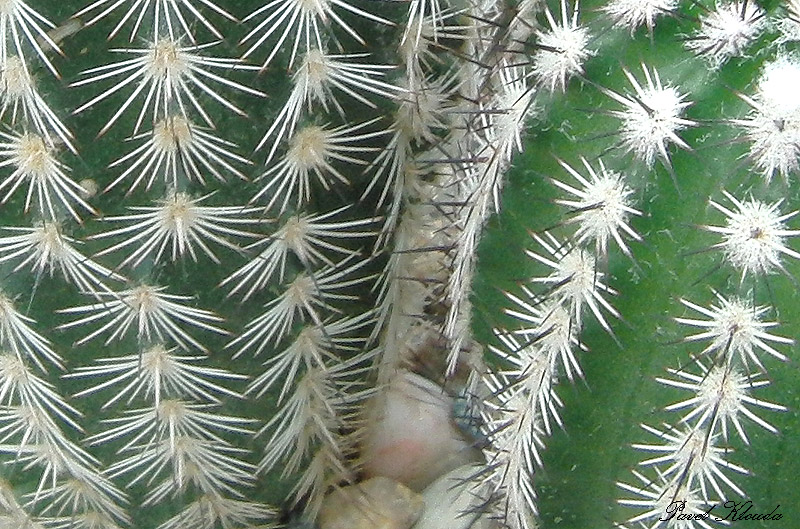 Echinocereus bristolii v. pseudopectinatus L 607