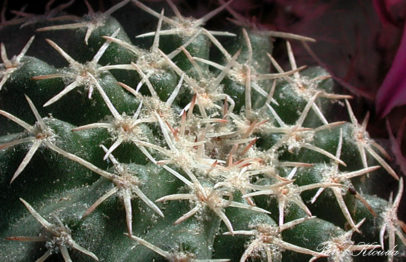 Echinocereus pulchellus v. weinbergii
