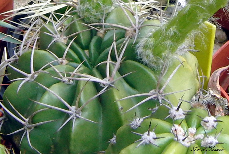Echinopsis frankii