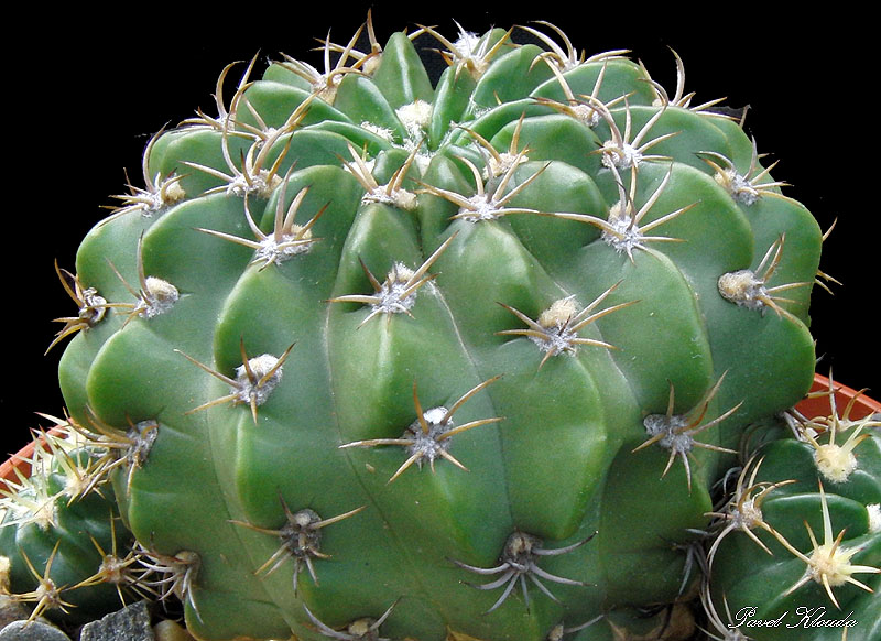 Echinopsis sp. Plesník