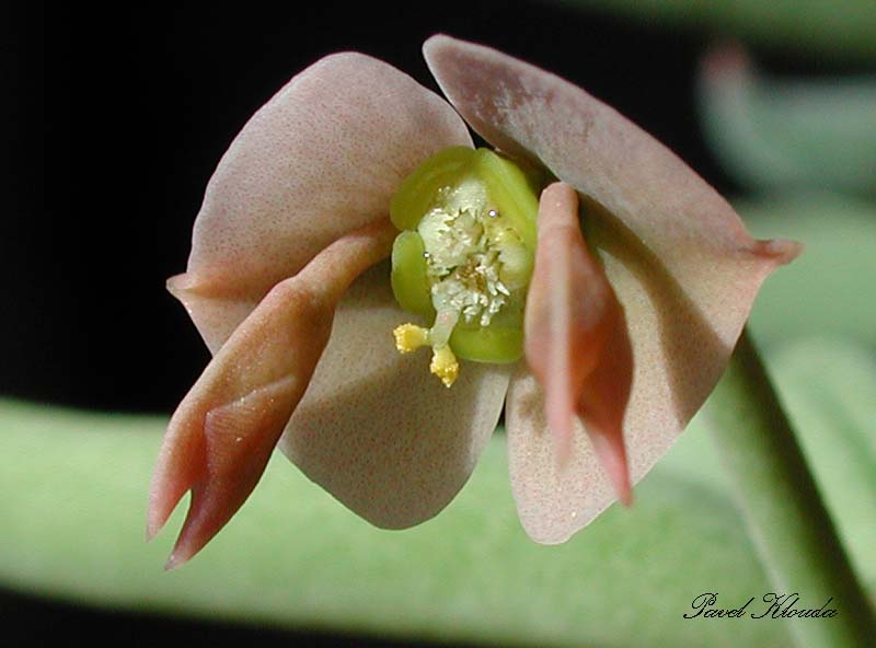 Euphorbia cylindrifolia subs. tuberifera