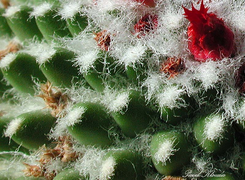 Mammillaria hidalgensis cv. Šuba