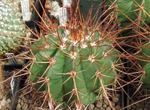 Melocactus erythracantus