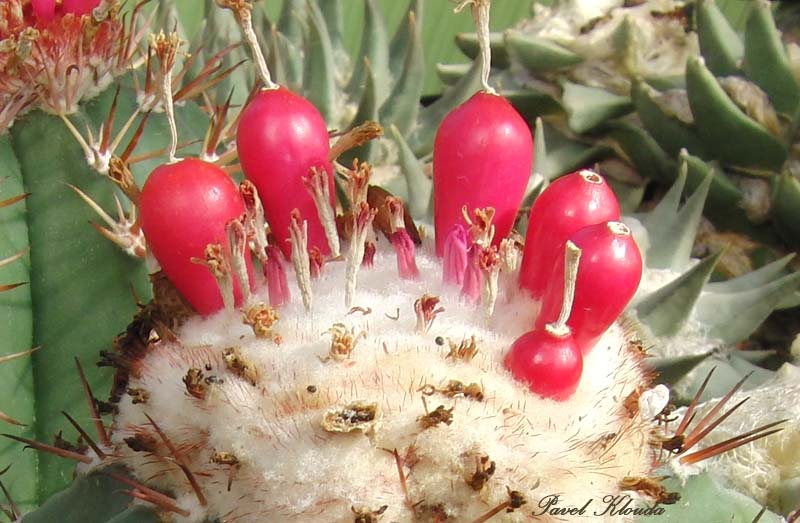 Melocactus oaxacensis