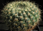 Notocactus concinnus v. caespitosus