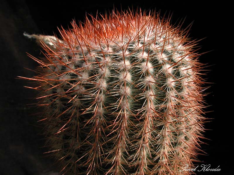 Notocactus erubescens f. schlosseri