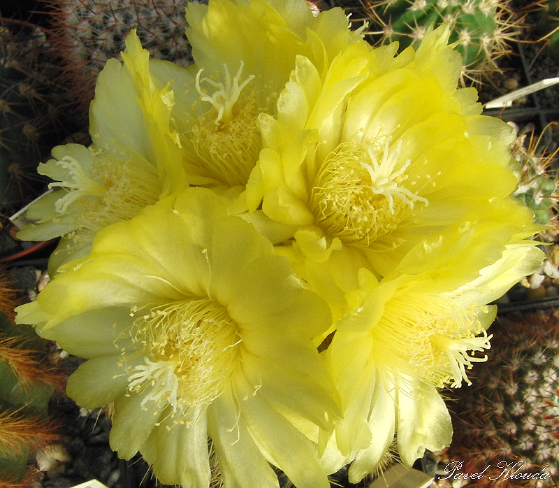 Notocactus warasii